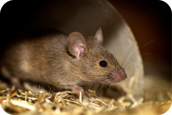 Ratos e Camundongos