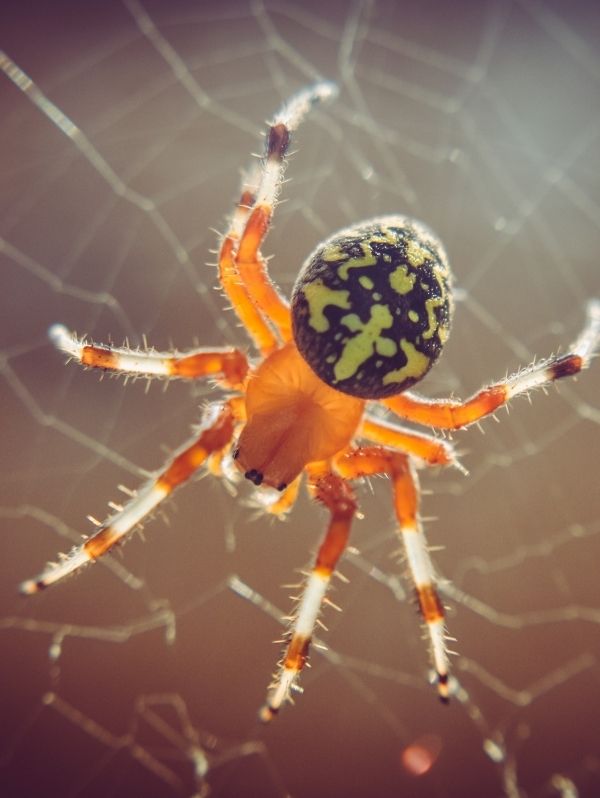 Extermínio de aranhas
