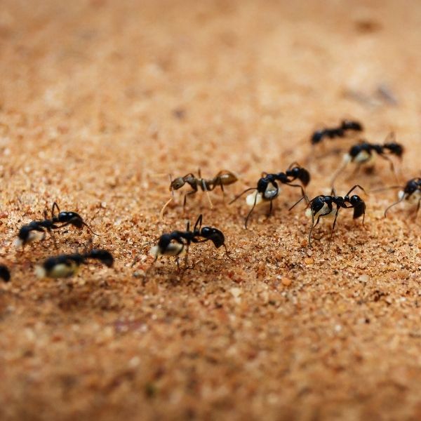 Formigas