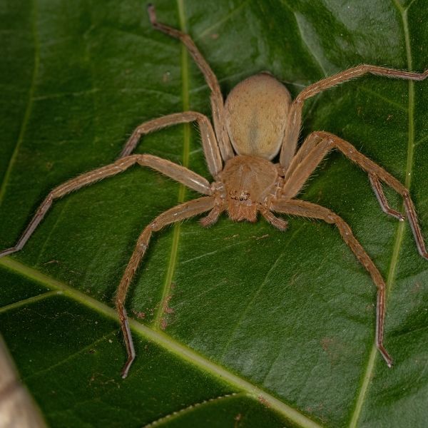 Aranhas