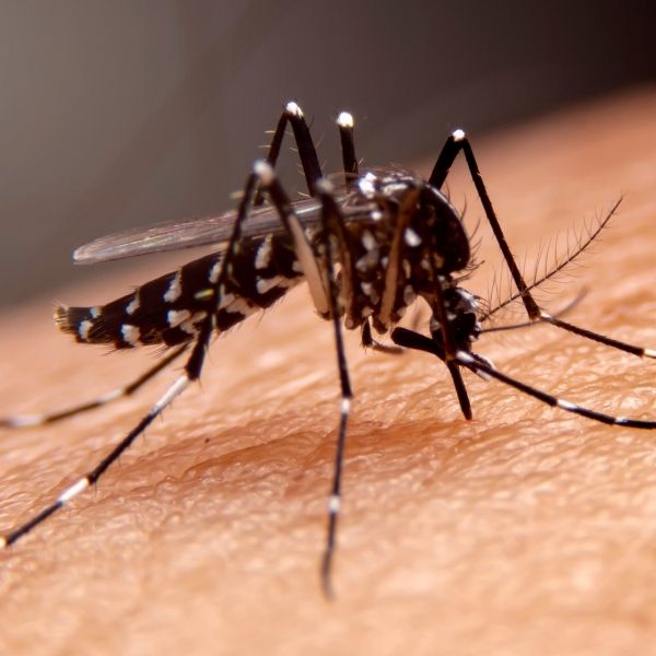 Mosquitos